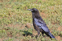 Corvus capensis